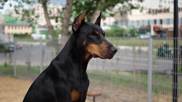 Portrait of a Doberman.