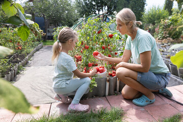 mom and child daughter harvest tomatoes together in a garden bed. family hobby. 