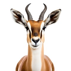 Fototapeta premium Springbok antelope head isolated on white background