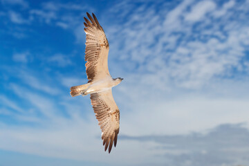 bird of prey, osprey flies with its wings spread