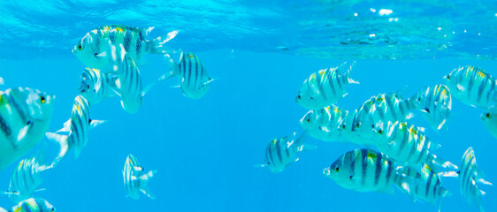 fish in clear water swim under the surface of the water