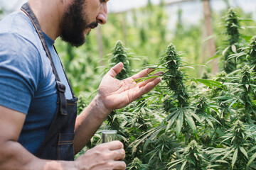 Farmer inspects cannabis plants in field. Growing cannabis. Flowering cannabis plants is a legal...
