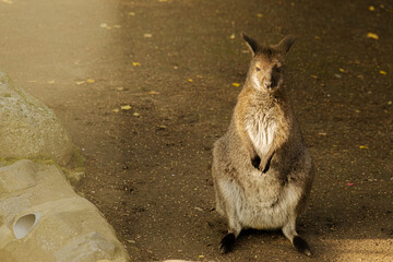 kangaroo in the zoo