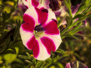 close up of a flower