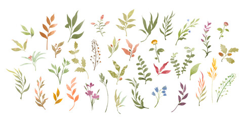 Set of watercolor decorative plant elements