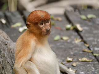 Baby proboscis monkey (Nasalis larvatus) sitting and eating in the mangrove forest at Tarakan,...