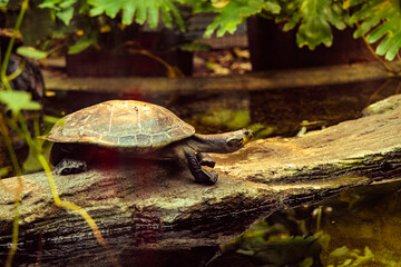 
turtle on a branch