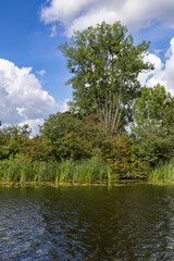 Trees on the river bank, Tujsk, northern Poland