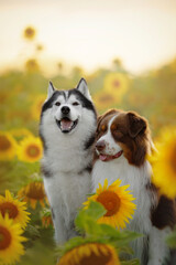 siberian husky dog and australian shepherd dog in sunflowers field at sunset time © Krystsina