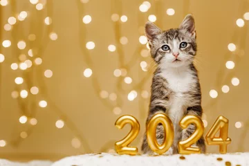 Foto op Plexiglas The kitten stands peacefully behind the inscription of the numbers of the upcoming new year 2024 © ShunTerra