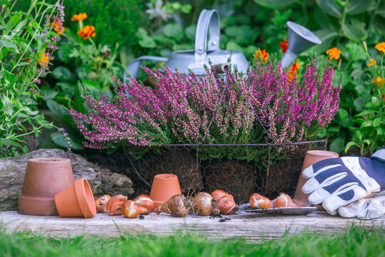 Heather and flower bulbs in the garden