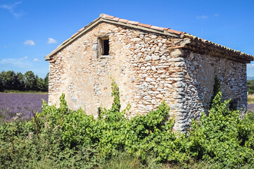 Fototapeta na wymiar Stone hut on lavender field in Vaucluse department in the Provence-Alpes-Côte d'Azur region of France