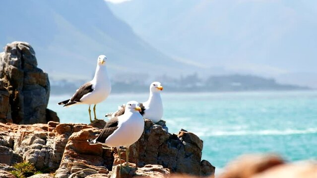 Three kelp gulls on rocks of coastline, telephoto shot with copy space