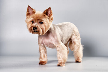 Cute Yorkshire Terrier dog standing on a gray background