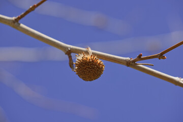 Seed of a plane tree