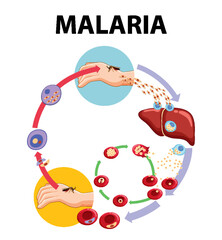 Life Cycle of Malaria Parasite: A Visual Guide