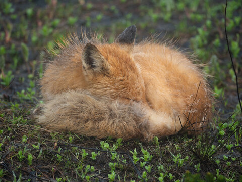 Un renard sauvage sous la pluie &agrave; Shiretoko (Japon). 