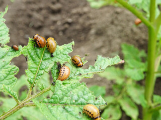 Destruction of the potato crop by the Colorado potato beetle in natural conditions