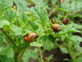 Destruction of the potato crop by the Colorado potato beetle in natural conditions