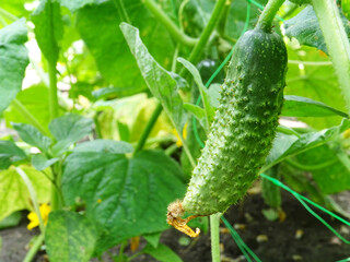 Growing origkas in open ground, fresh fruit harvest in natural conditions close-up