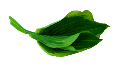 Full frame, close-up of a green hosta leaf on a white background.