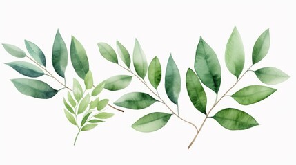Hand painted foliage pattern, seamless floral print with green leaves, watercolor illustration Collection isolated white background suitable for Wedding Invitation, wallpapers, textile or cover