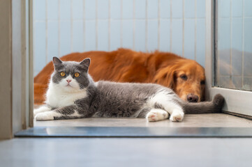 Golden Retriever and British Shorthair lying down together