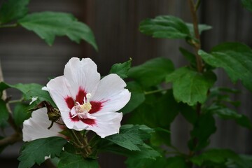 Ketmia syryjska (Hibiscus syriacus), zwana również rożą Szaronu o dużych białych kwiatach z czerwonym środkiem. Odmiana Red Heart 