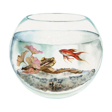 recommend clip art: Hand drawn watercolor aquarium fish, algae, bog wood in round fishbowl. Marine exotic underwater illustration. Isolated on white background. Design for shops, brochure, print, card, wall art, textile.