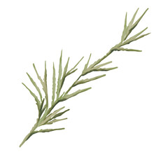 Watercolor botanical illustration of green thuja branch