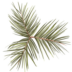 Watercolor botanical illustration of Christmas tree branch