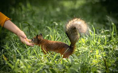 child feeding a squirrel