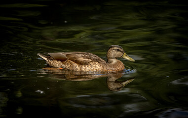 duck in the water