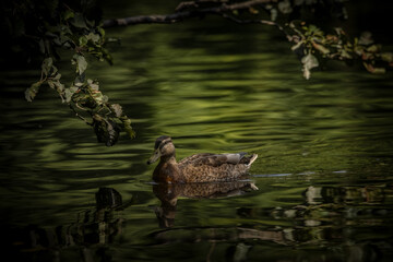 duck on the lake