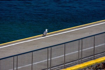 Obraz premium Dove at the dock