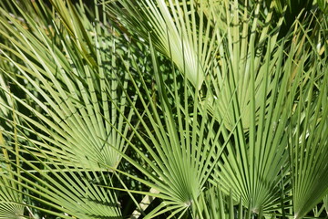 Close up of a palm leaf