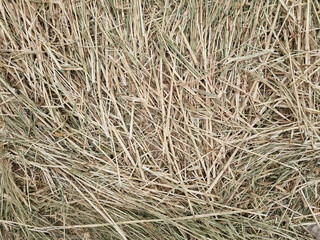 Mown wheat field. Texture of cut straw. Background image. Selective focus