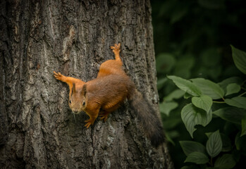 squirrel on a tree