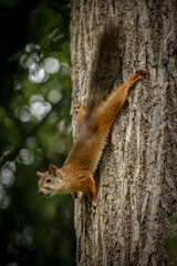 squirrel on a tree