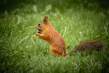 squirrel in the park