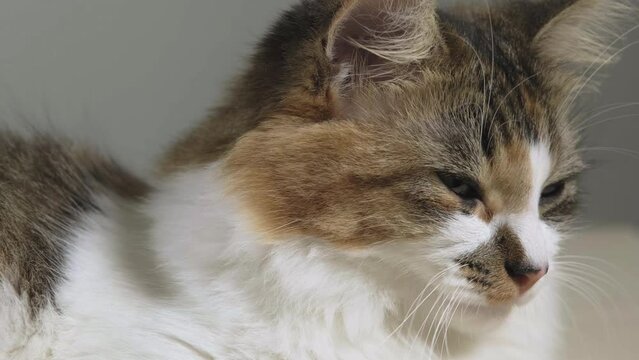 Sliding shot of alerted calico, tabico cat sleeping and looking around in all directions with excitement. 50 fps, close-up.