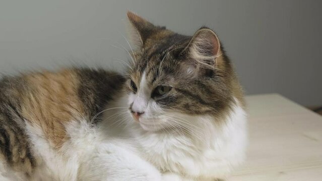 Sliding shot of alarmed calico, tabico cat sleeping, listening and looking around. 50 fps, mid shot.