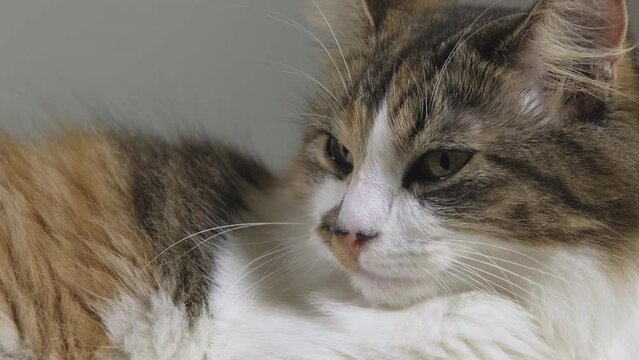 Sliding shot of beautiful calico, tabico cat peacefully sleeping and looking in the void and slowly breathing. 50 fps, close-up.