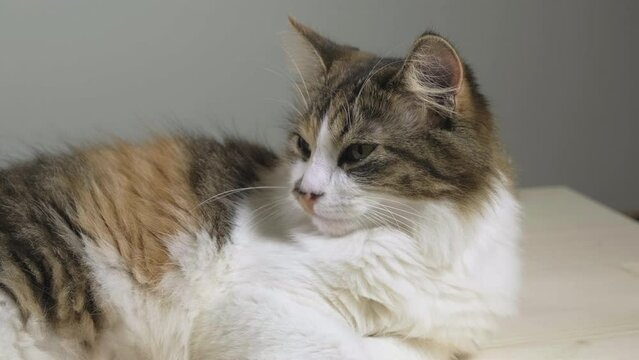 Sliding shot of beautiful and calm calico, tabico cat peacefully sleeping, slowly breathing and waking up. 50fps.