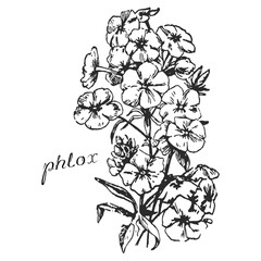 phlox, phlox monochrome flower, monochrome phlox, phlox on transparent background, flower on transparent background, black and white flower