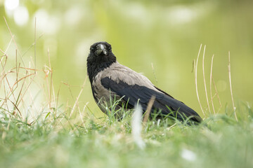 portrait of a hooded crow sitting on the ground, also called the scald-crow or hoodie, Corvus cornix
