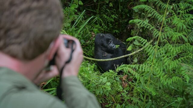 Daring photographer takes pictures of gorilla eating in Bwindi impenetrable forest during adventure expedition