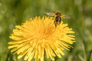 a honey bee taking flight from a dandelion flower