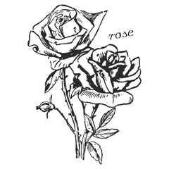 rose, rose monochrome flower, monochrome rose, rose on transparent background, flower on transparent background, black and white flower