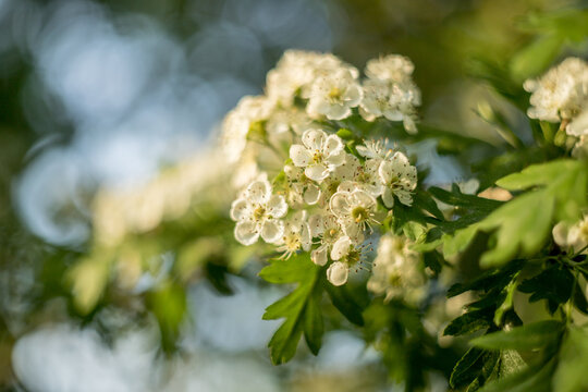 White flowers and leaves of single-necked hawthorn in spring, Crataegus monogyna
